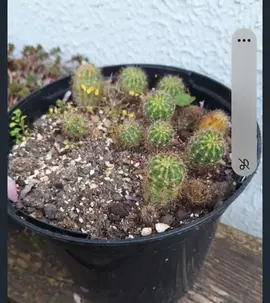echipnosis cactus