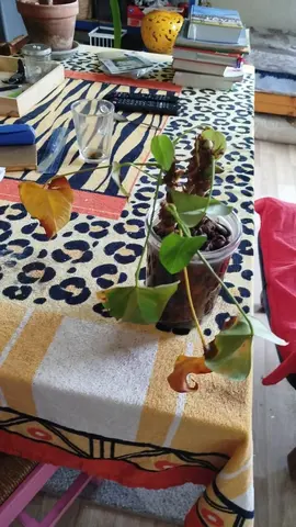 Anthurium commun