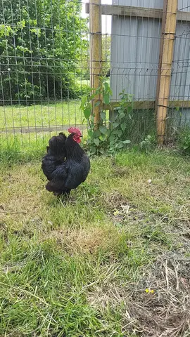 magnifique coq a donné