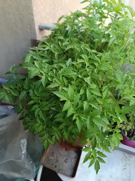échange plants
