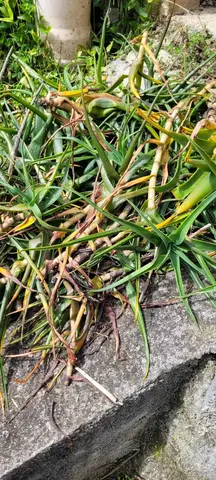 donne plantes grasses