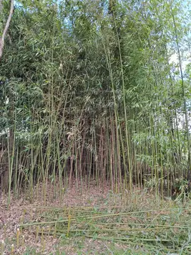 bambous pour structure de jardin et tuteurs