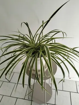 Plante verte