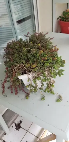 plante Grasse + bac