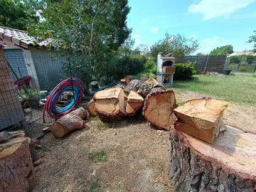 bois de pin