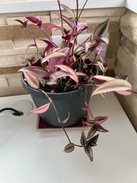 plante