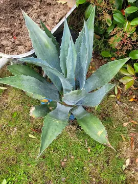 Agave