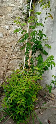 Arbuste Maytenus boaria