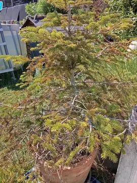 Sapin avec racine
