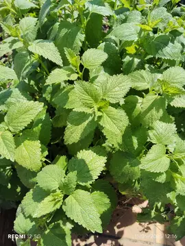 mélisse fraîche bio pour tisane