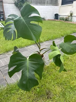 monstera deliciosa
