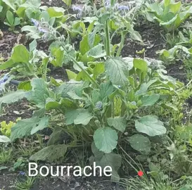 plants