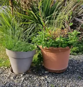pots de fleurs