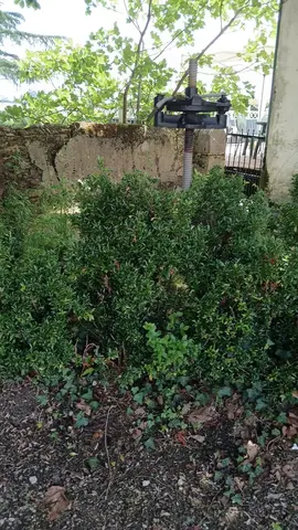 buis à déraciner