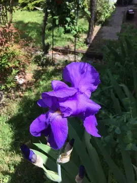 iris