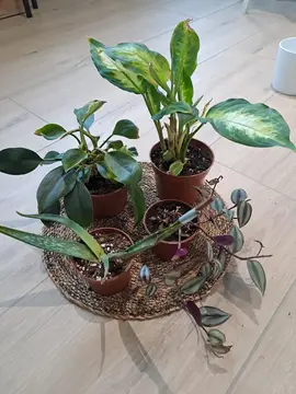 Lot de 4 petites plantes vertes