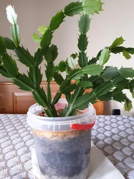Schlumbergera, cactus de Noël.