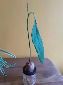 avocat petite plante à enraciner.