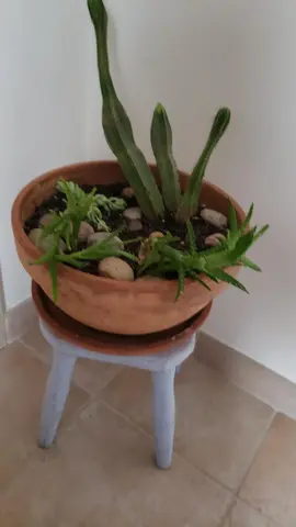 plantes à donner