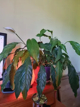 plantes