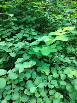 plants de symphorine