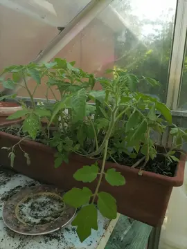 Pieds de tomates