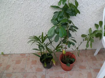 4 plantes (palmier et pittosporum tobira)