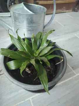 plant d'intérieur