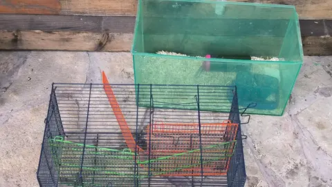 cages halster