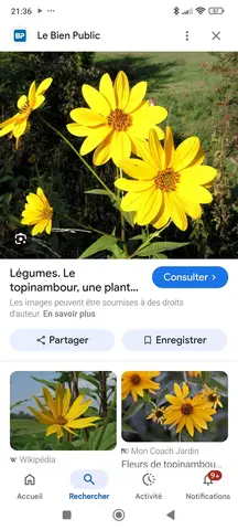 topinambours