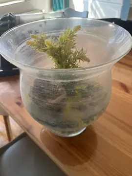 aquarium avec deco