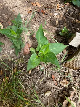Plant Belle de Nuit