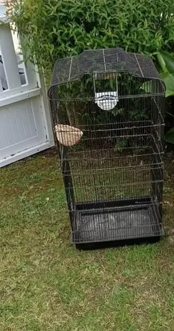 CAGE OISEAUX