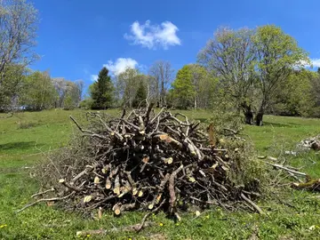 donne troncs et branches de bouleaux et planes
