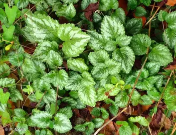 plants de lamier