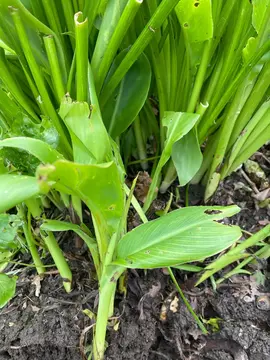cannas jaune