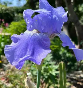 Je donne des rhizomes d'Iris bleu, ainsi que des bulbes de chasmanthe