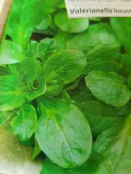 graine de mache verte