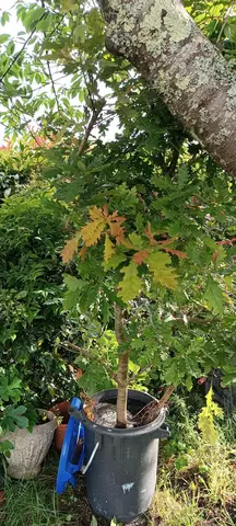 chêne à planter