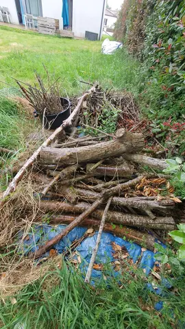 bois de Saule