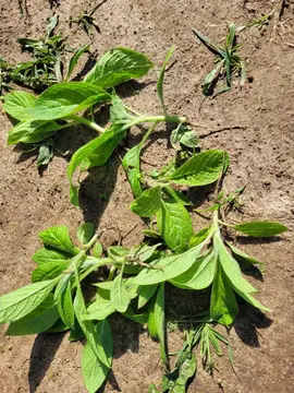 petits plants d' échium (viperine)