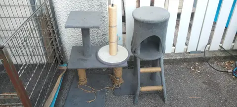 arbres à chat
