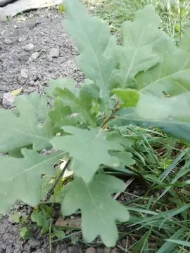 4 petits chênes, 1pied de lauriers sauce et pieds de menthe