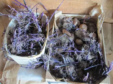 PLANTS DE P. DE TERRE BLEUES D'ARTOIS