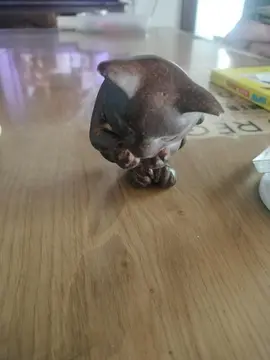 déco chat