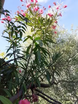 DONNE ARBRES ET FLEURS (2M) POUR BALCON ET JARDIN
