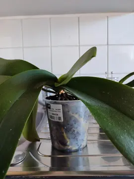 orchidées, 1 grande et 2 petites