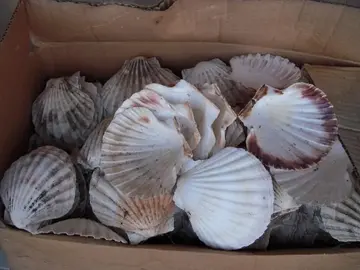 Lot de coquilles St Jacques