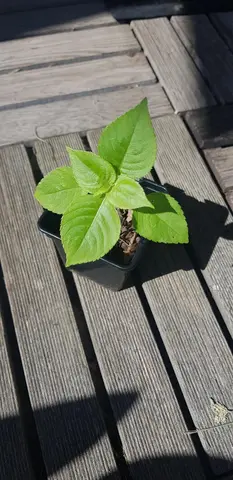 Plante Balsamine de Balfour