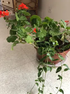 Plantes variées